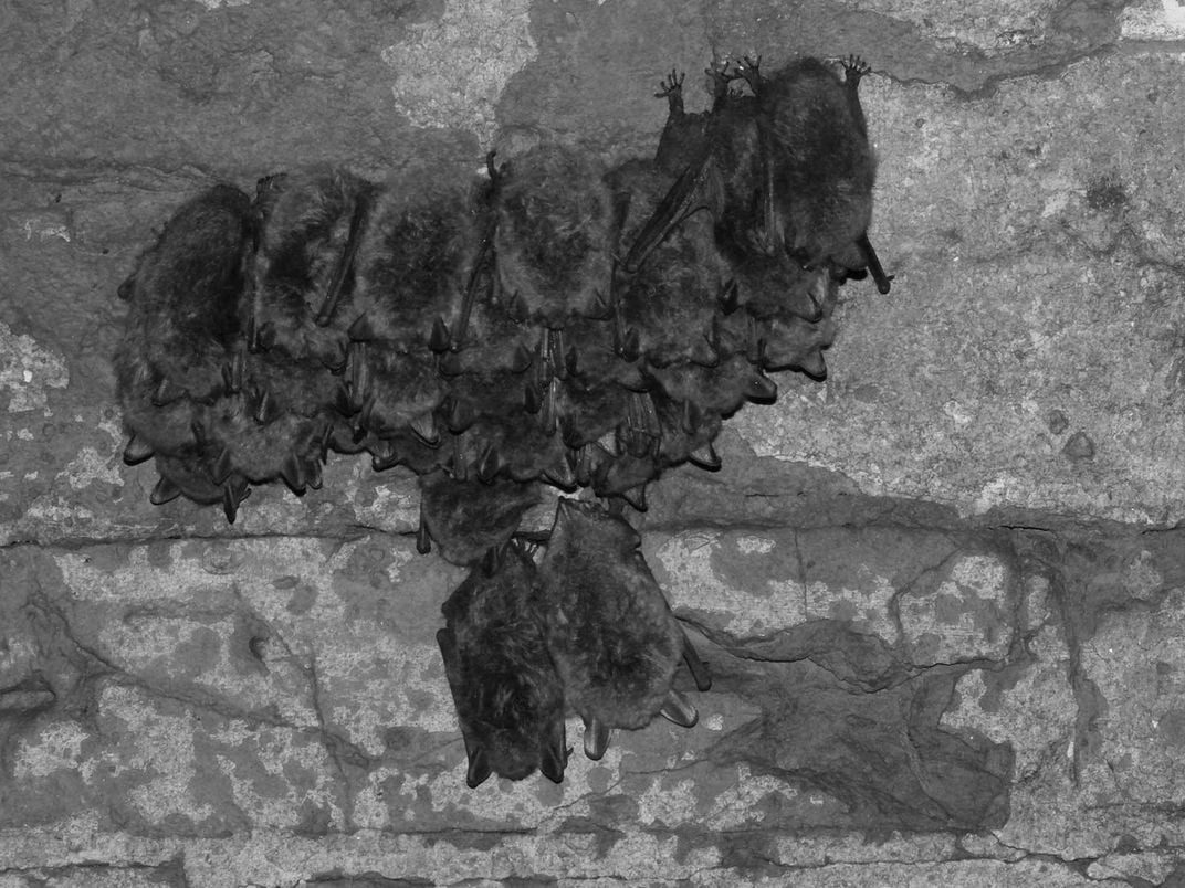 Bats in Kaunas Fort