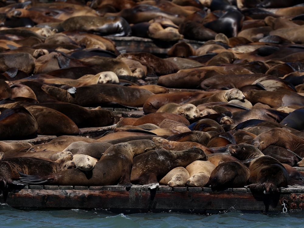 dozens of sea lions lying on top of each other fill the entire frame