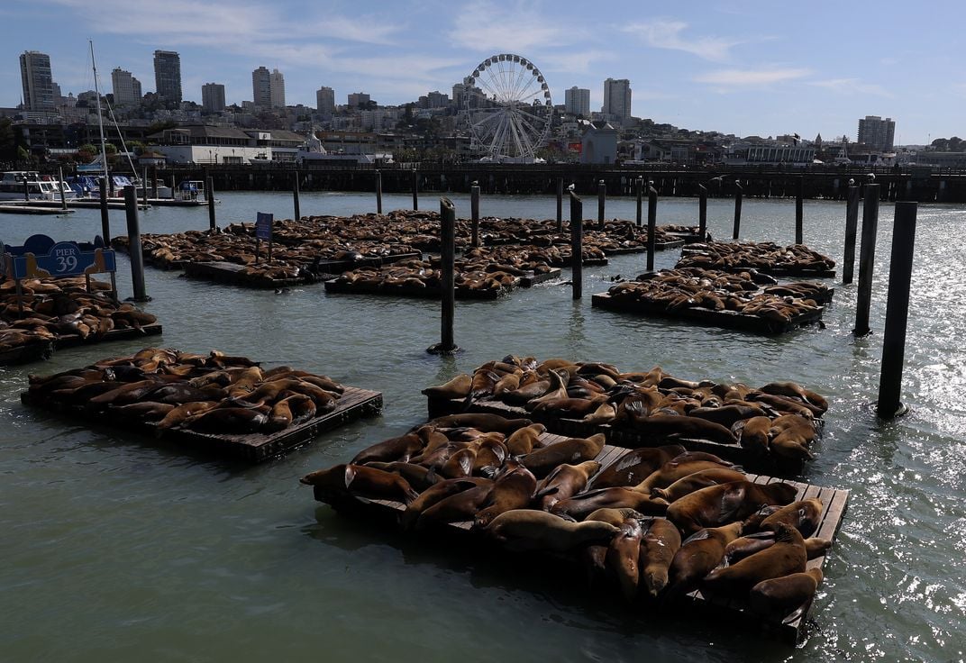 sea lions fill up several floating docks