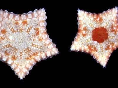 Two red, orange, and white starfish with intricate patterns sit side by side against a black background