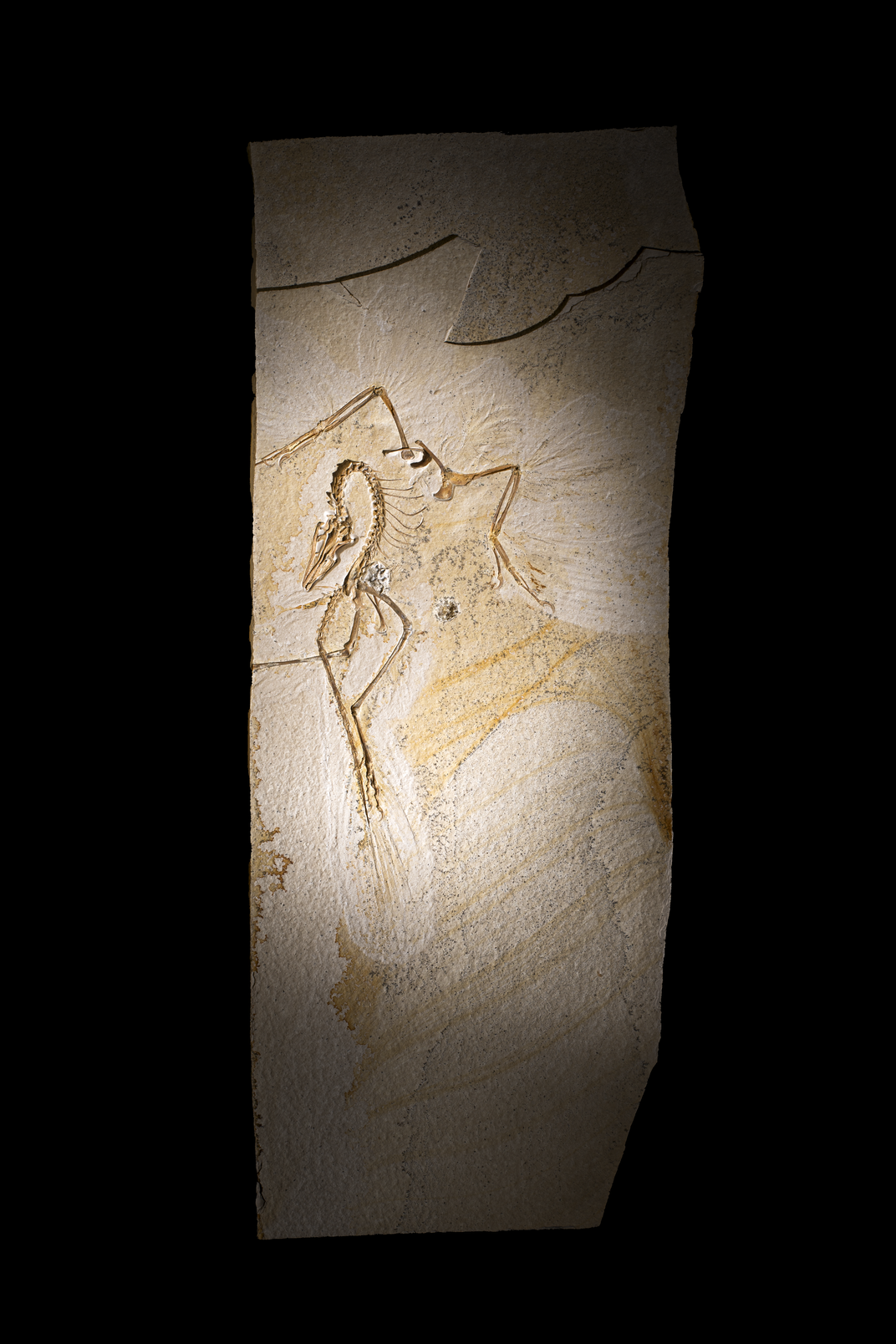 an archaeopteryx fossil spotlighted on a dark background